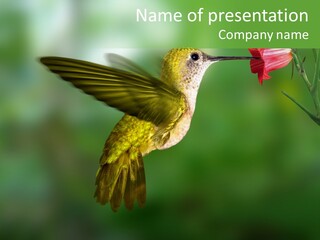 Wings Beak Hummingbird PowerPoint Template