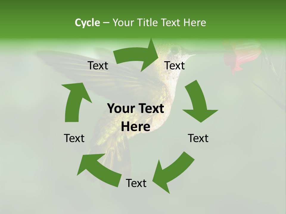 Wings Beak Hummingbird PowerPoint Template