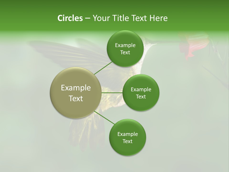 Wings Beak Hummingbird PowerPoint Template