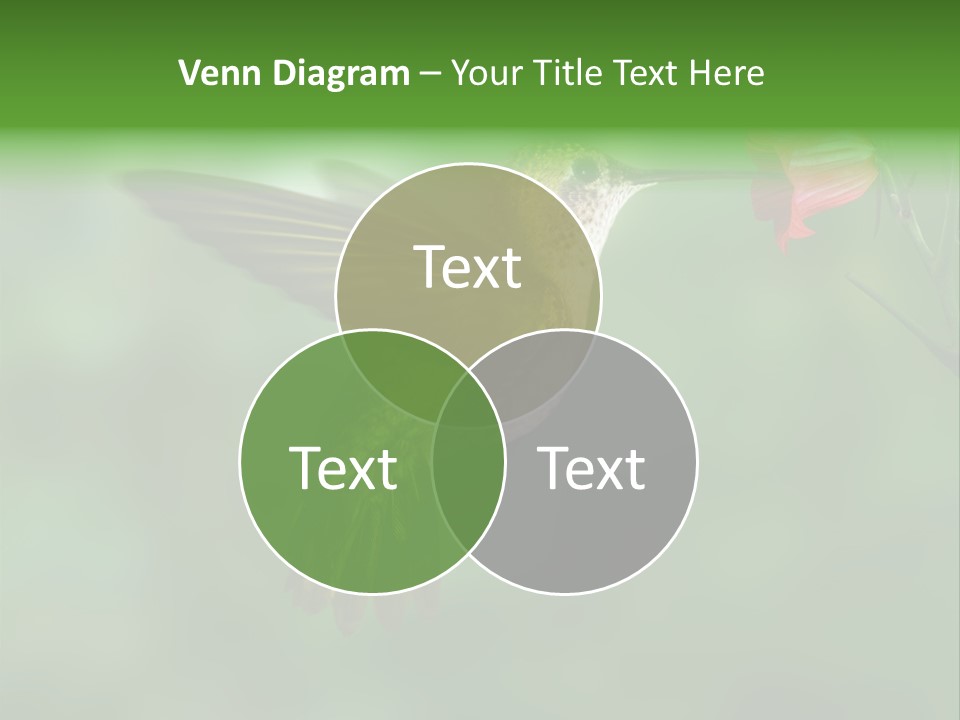 Wings Beak Hummingbird PowerPoint Template