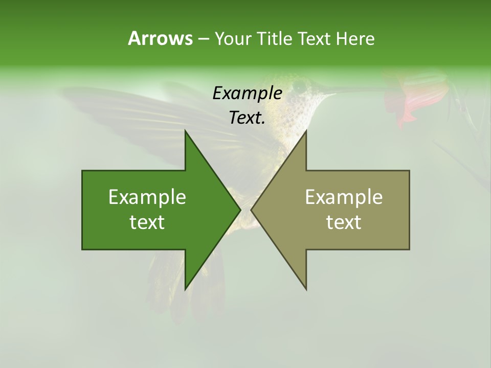 Wings Beak Hummingbird PowerPoint Template