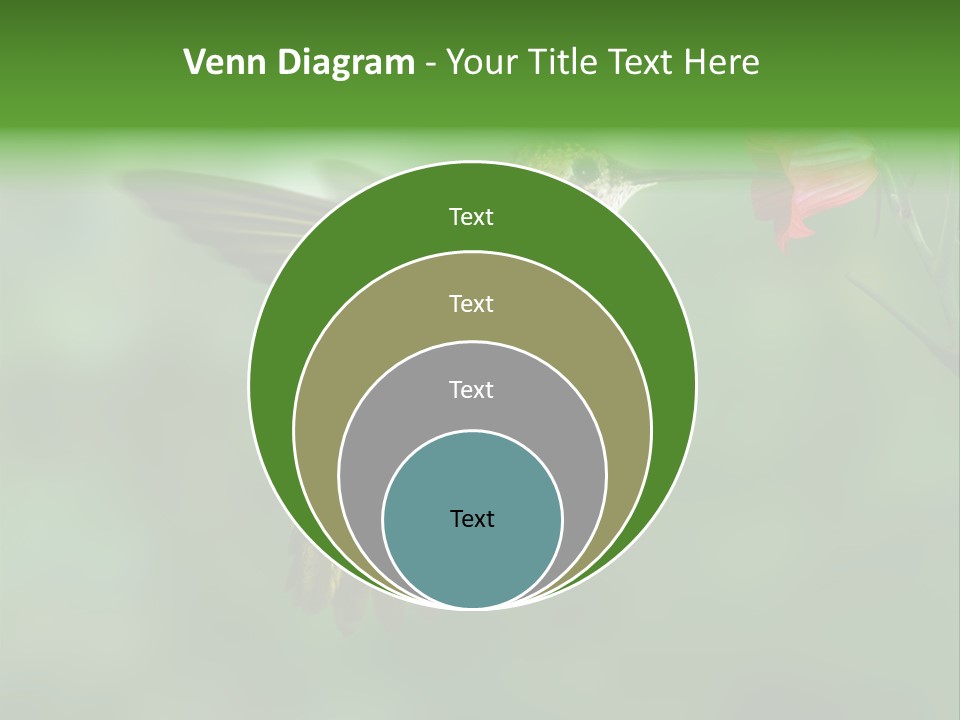 Wings Beak Hummingbird PowerPoint Template