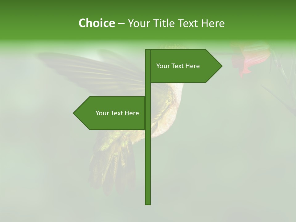 Wings Beak Hummingbird PowerPoint Template