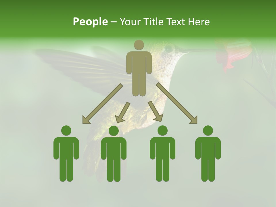 Wings Beak Hummingbird PowerPoint Template