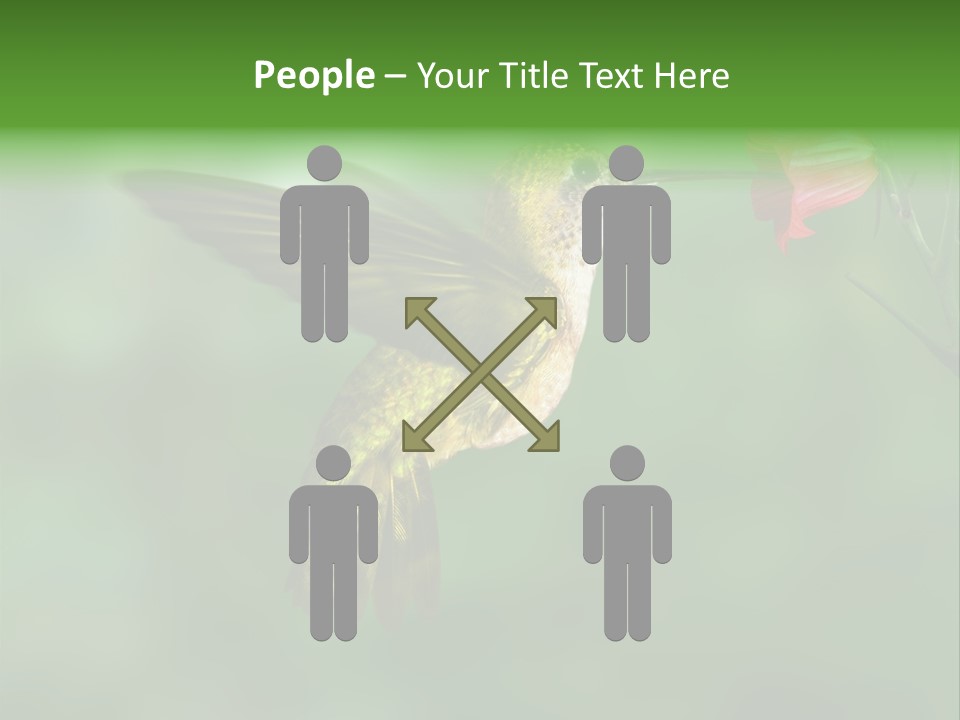 Wings Beak Hummingbird PowerPoint Template