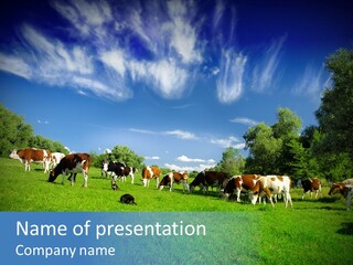 Cattle Discussion Four PowerPoint Template