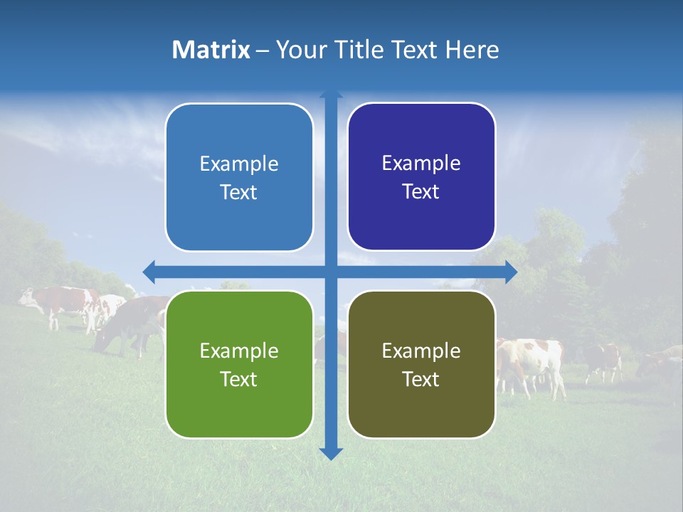 Cattle Discussion Four PowerPoint Template