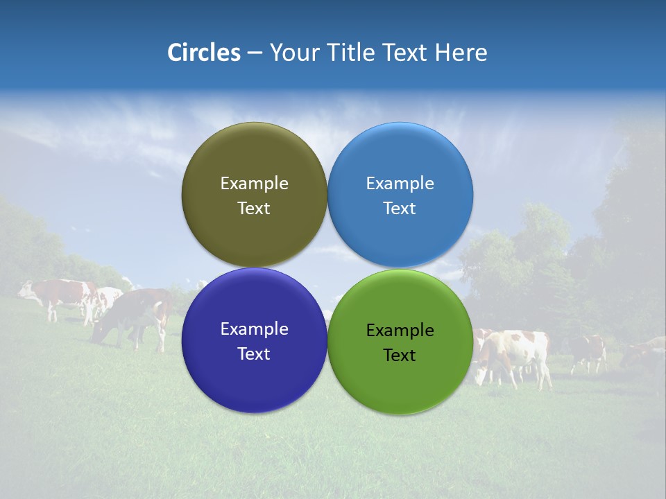 Cattle Discussion Four PowerPoint Template