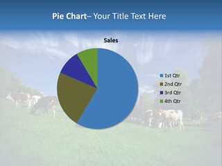 Cattle Discussion Four PowerPoint Template