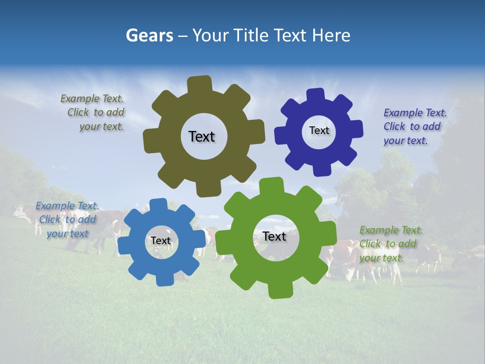 Cattle Discussion Four PowerPoint Template
