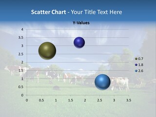 Cattle Discussion Four PowerPoint Template