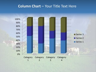 Cattle Discussion Four PowerPoint Template