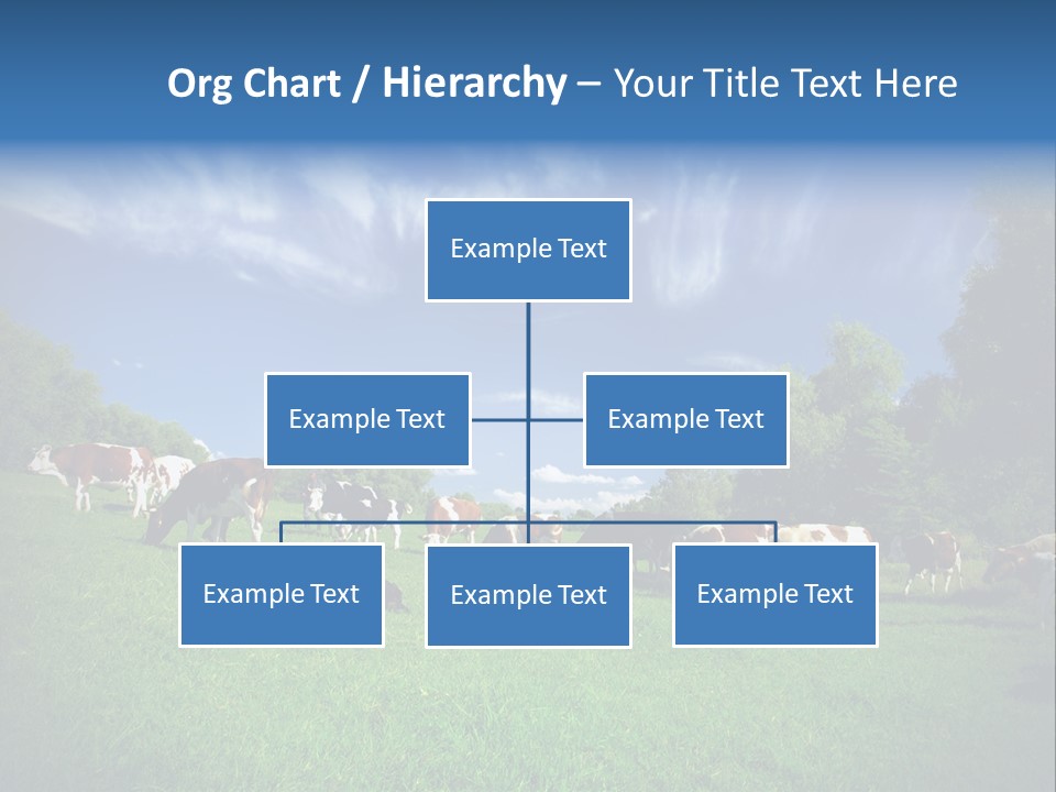 Cattle Discussion Four PowerPoint Template