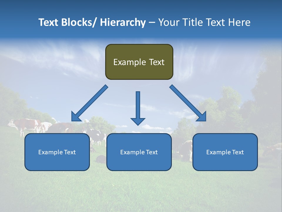 Cattle Discussion Four PowerPoint Template