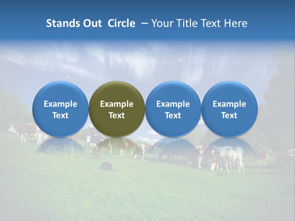 Cattle Discussion Four PowerPoint Template