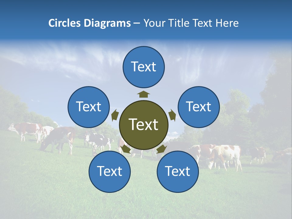 Cattle Discussion Four PowerPoint Template