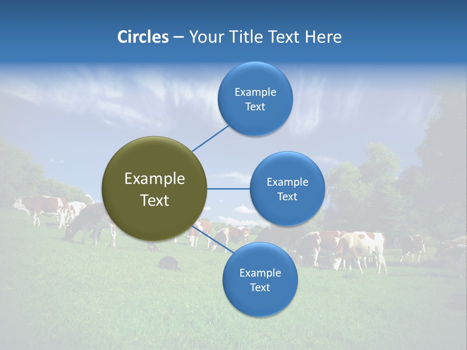 Cattle Discussion Four PowerPoint Template