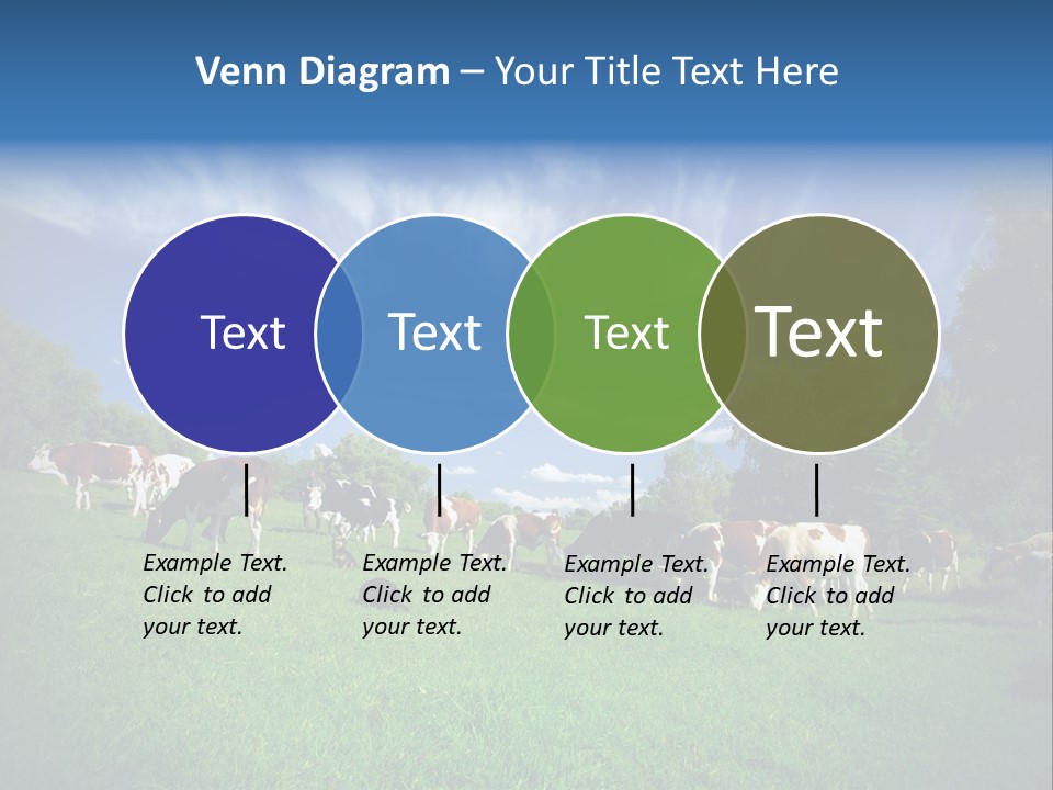 Cattle Discussion Four PowerPoint Template