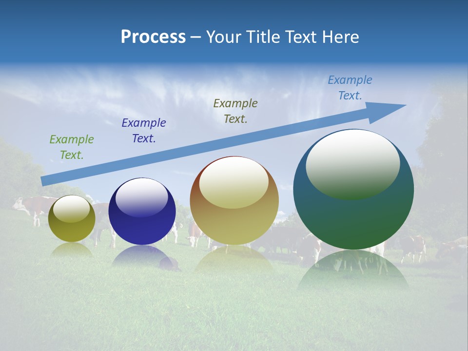 Cattle Discussion Four PowerPoint Template