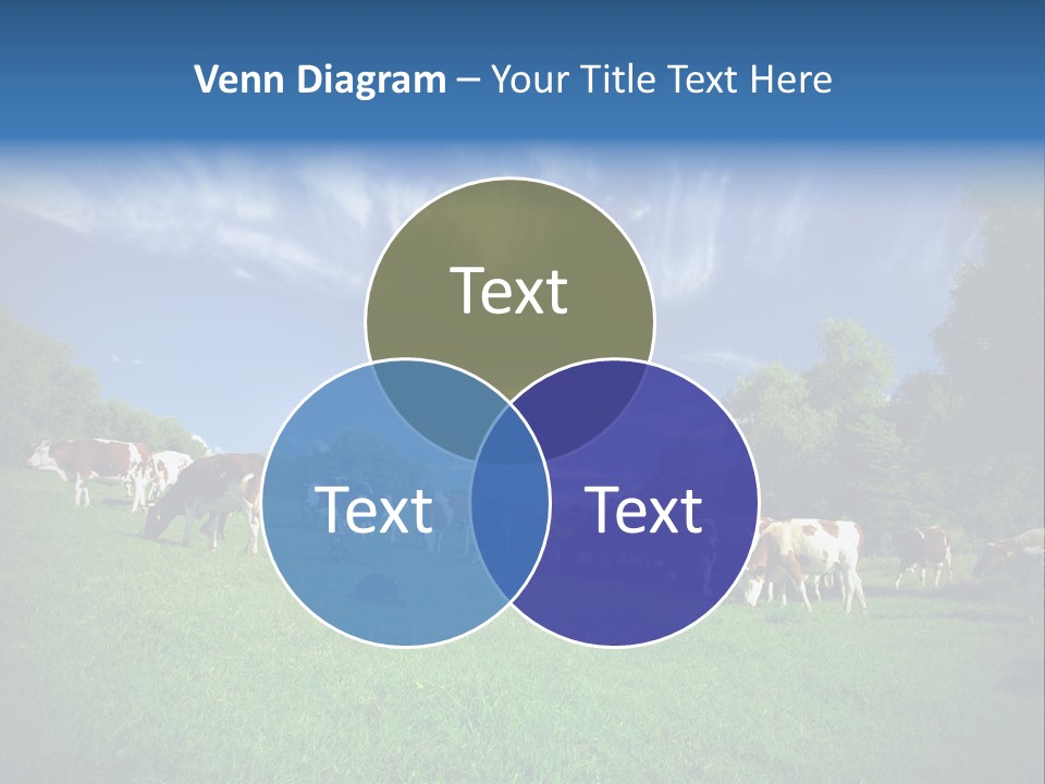 Cattle Discussion Four PowerPoint Template