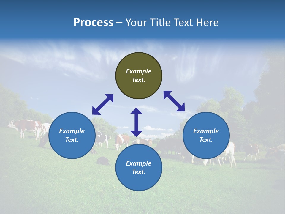 Cattle Discussion Four PowerPoint Template