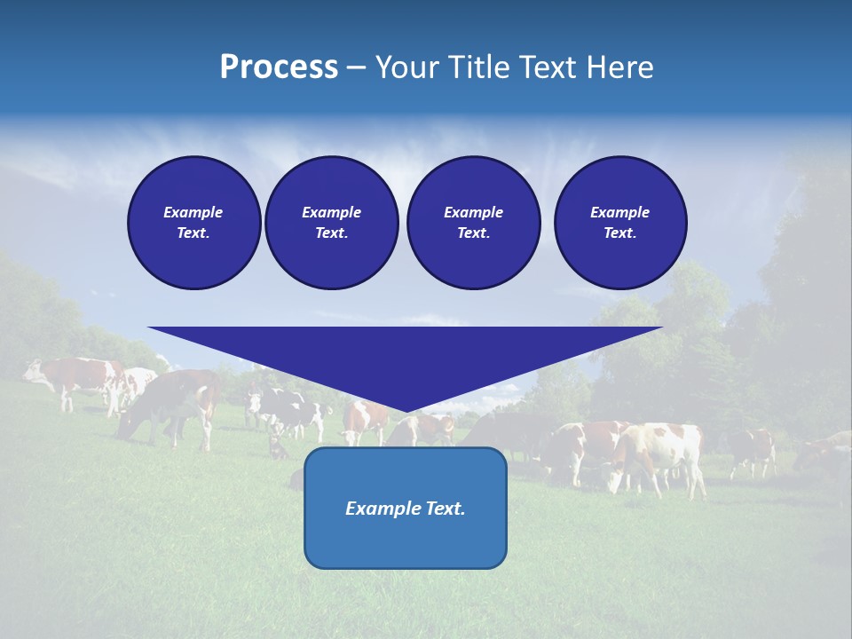 Cattle Discussion Four PowerPoint Template