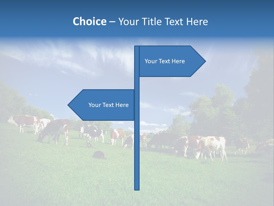 Cattle Discussion Four PowerPoint Template