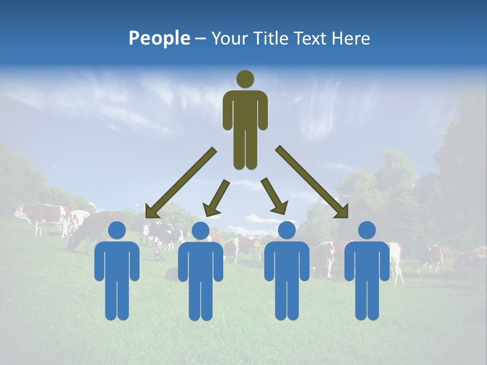 Cattle Discussion Four PowerPoint Template