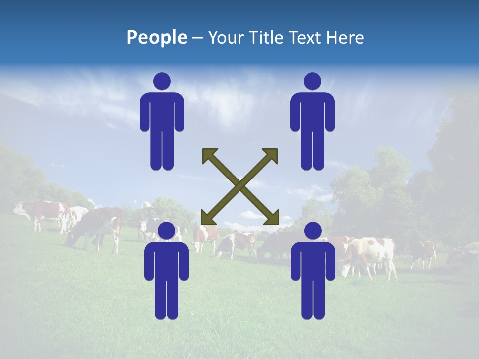 Cattle Discussion Four PowerPoint Template