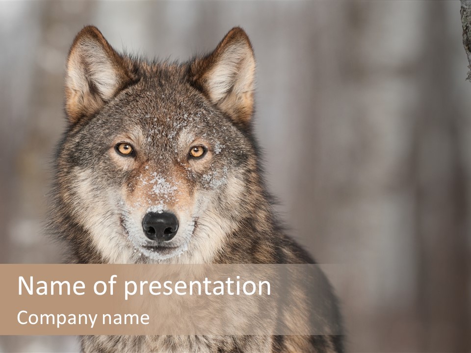 Grey Wolf Outside Canis PowerPoint Template