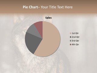 Grey Wolf Outside Canis PowerPoint Template