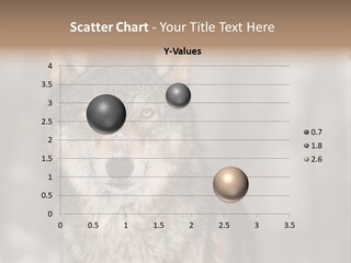 Grey Wolf Outside Canis PowerPoint Template