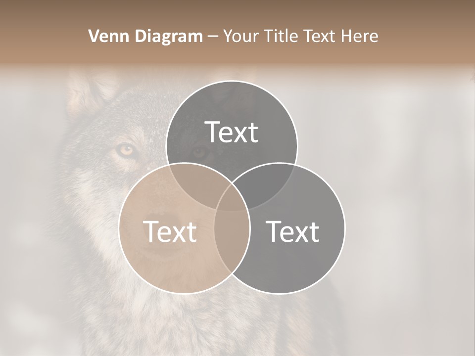 Grey Wolf Outside Canis PowerPoint Template