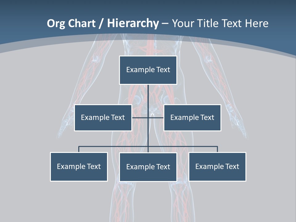 Science Anatomical Healthy PowerPoint Template