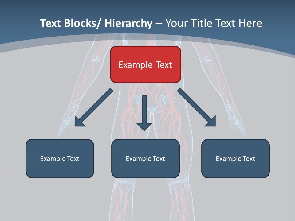 Science Anatomical Healthy PowerPoint Template