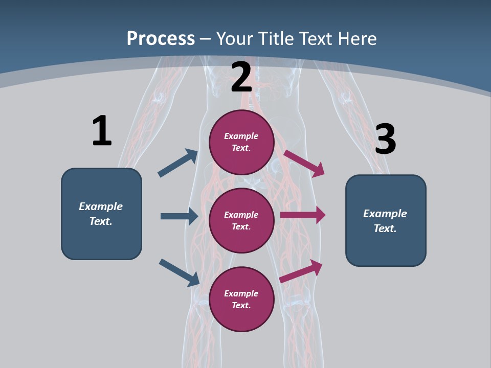 Science Anatomical Healthy PowerPoint Template