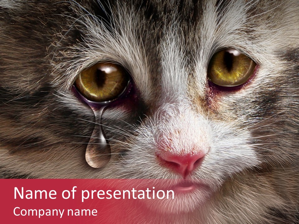 Animal Suffering Pet Abuse Animal Welfare PowerPoint Template