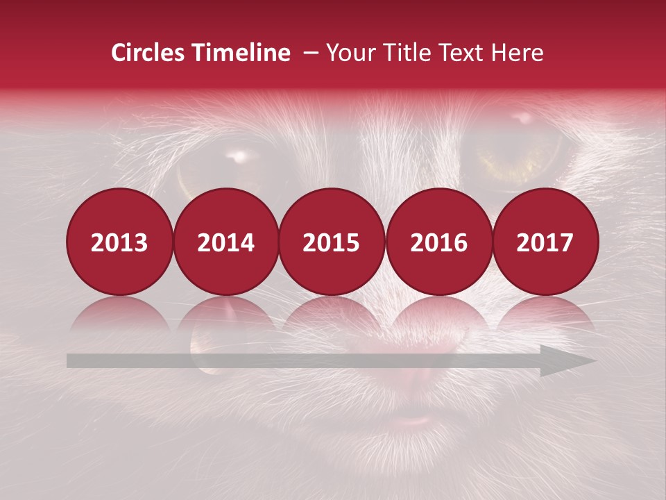 Animal Suffering Pet Abuse Animal Welfare PowerPoint Template