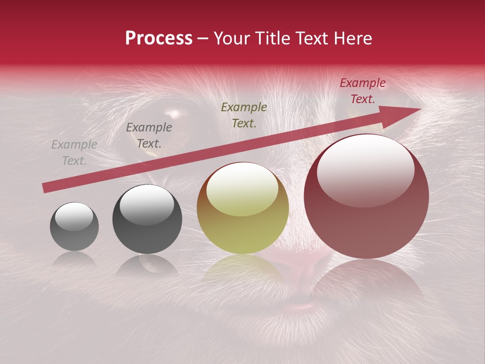 Animal Suffering Pet Abuse Animal Welfare PowerPoint Template