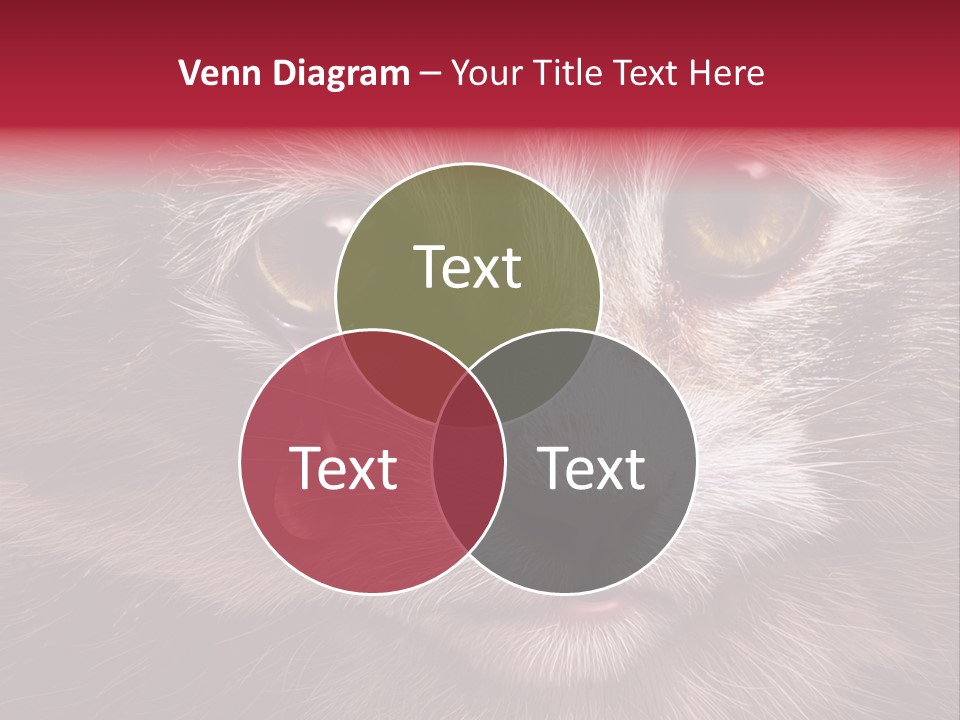 Animal Suffering Pet Abuse Animal Welfare PowerPoint Template