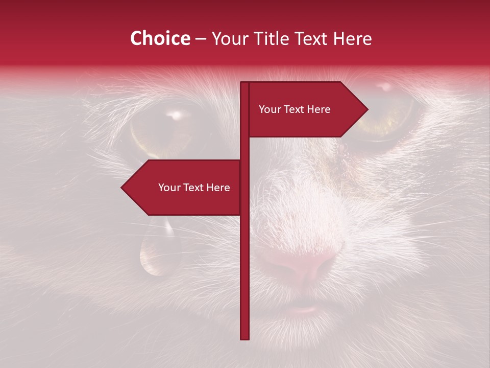 Animal Suffering Pet Abuse Animal Welfare PowerPoint Template
