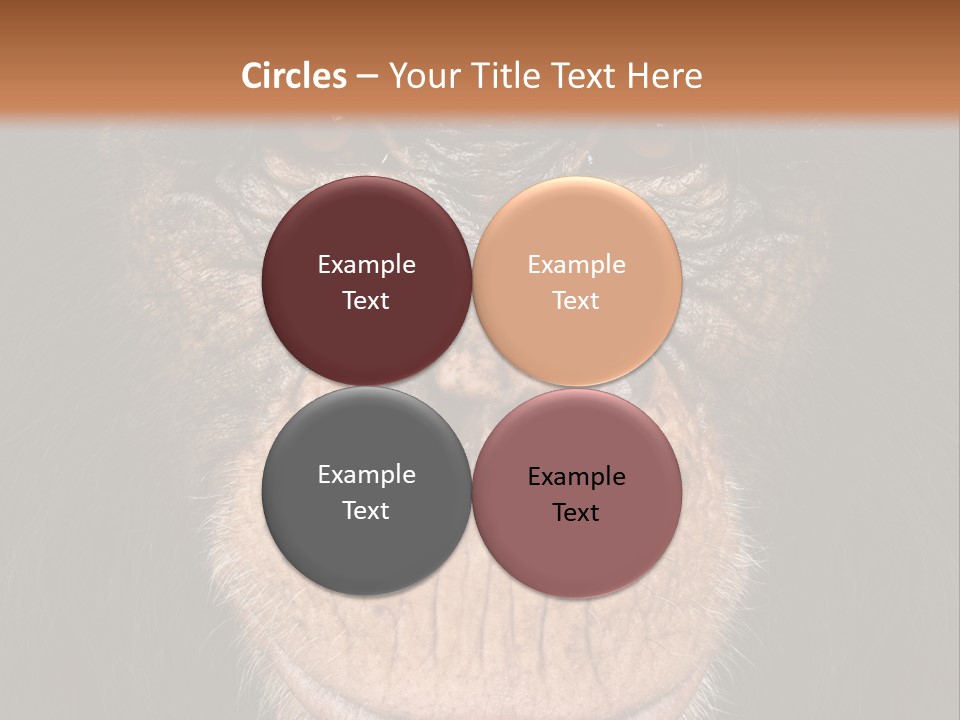Close Up Cut Out Monkey PowerPoint Template