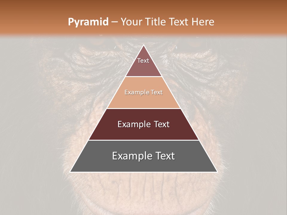 Close Up Cut Out Monkey PowerPoint Template