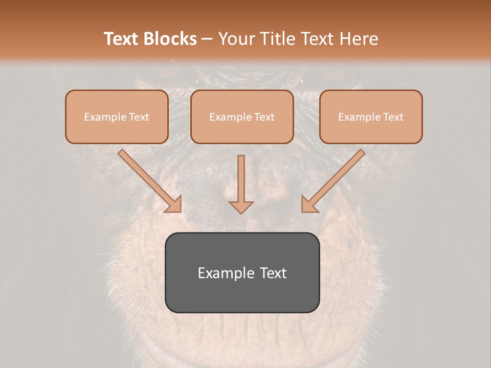 Close Up Cut Out Monkey PowerPoint Template