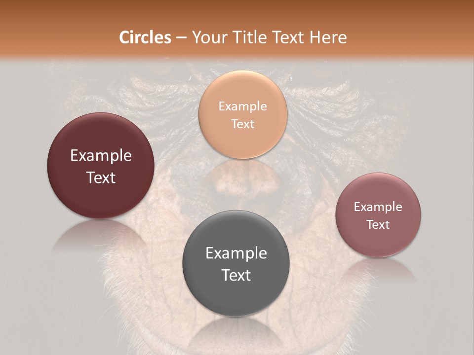 Close Up Cut Out Monkey PowerPoint Template