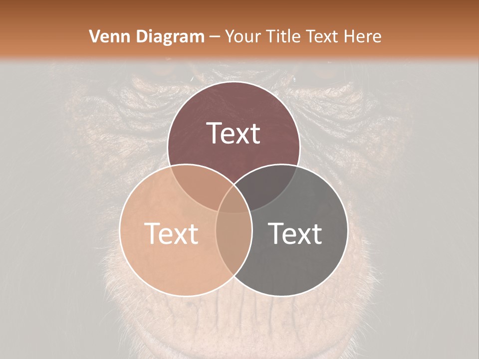 Close Up Cut Out Monkey PowerPoint Template