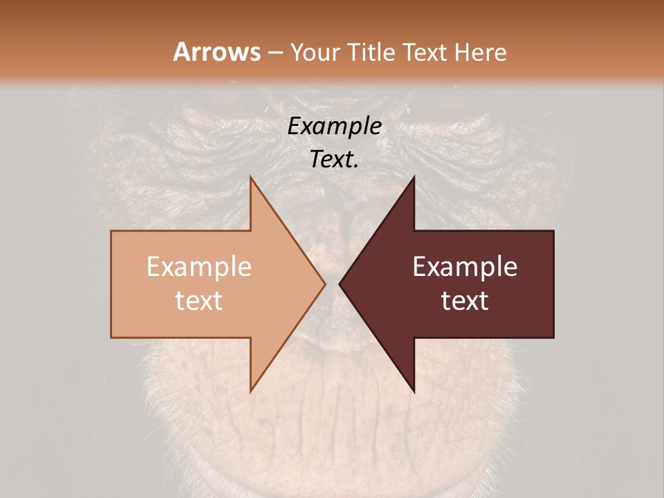 Close Up Cut Out Monkey PowerPoint Template