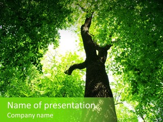 Day Landscape Deciduous PowerPoint Template