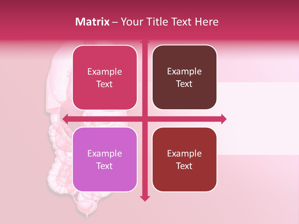 Gallbladder Belly Healthy PowerPoint Template
