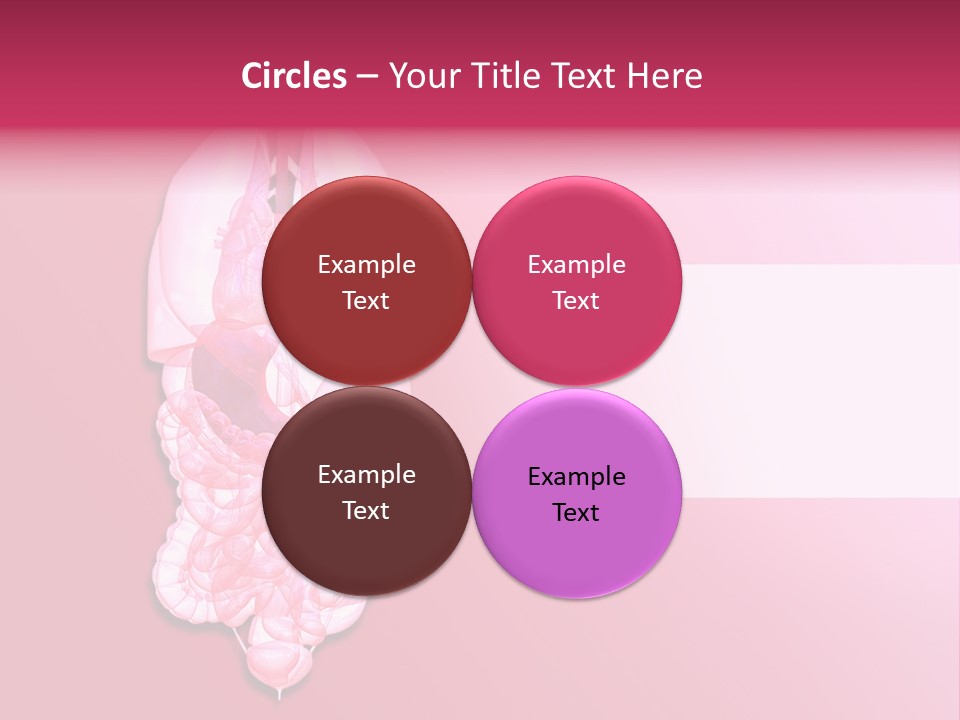 Gallbladder Belly Healthy PowerPoint Template